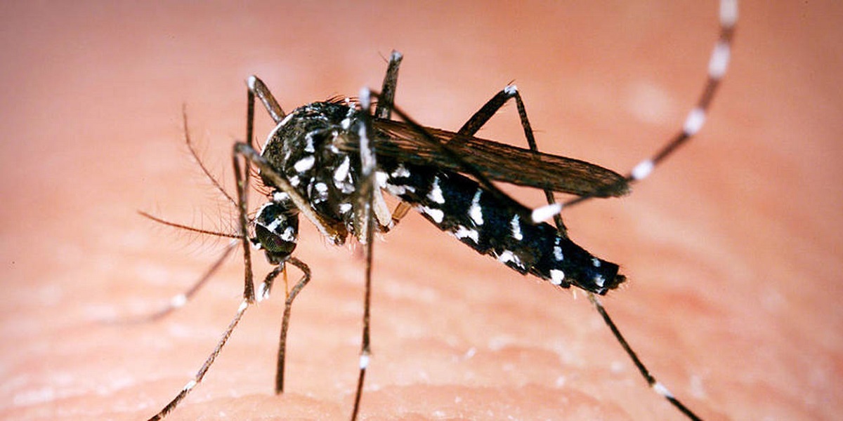 mise-garde-OMS-dengue