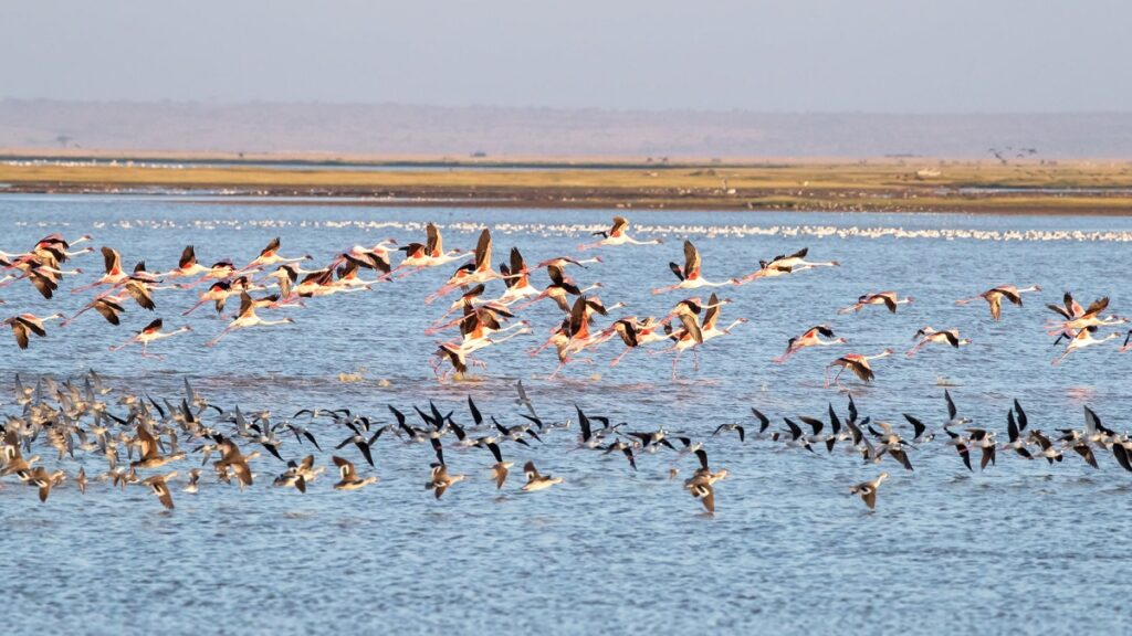 Impact-Changement-Climatique-Oiseaux-Migrateurs-Zones-Humides-Tunisiennes