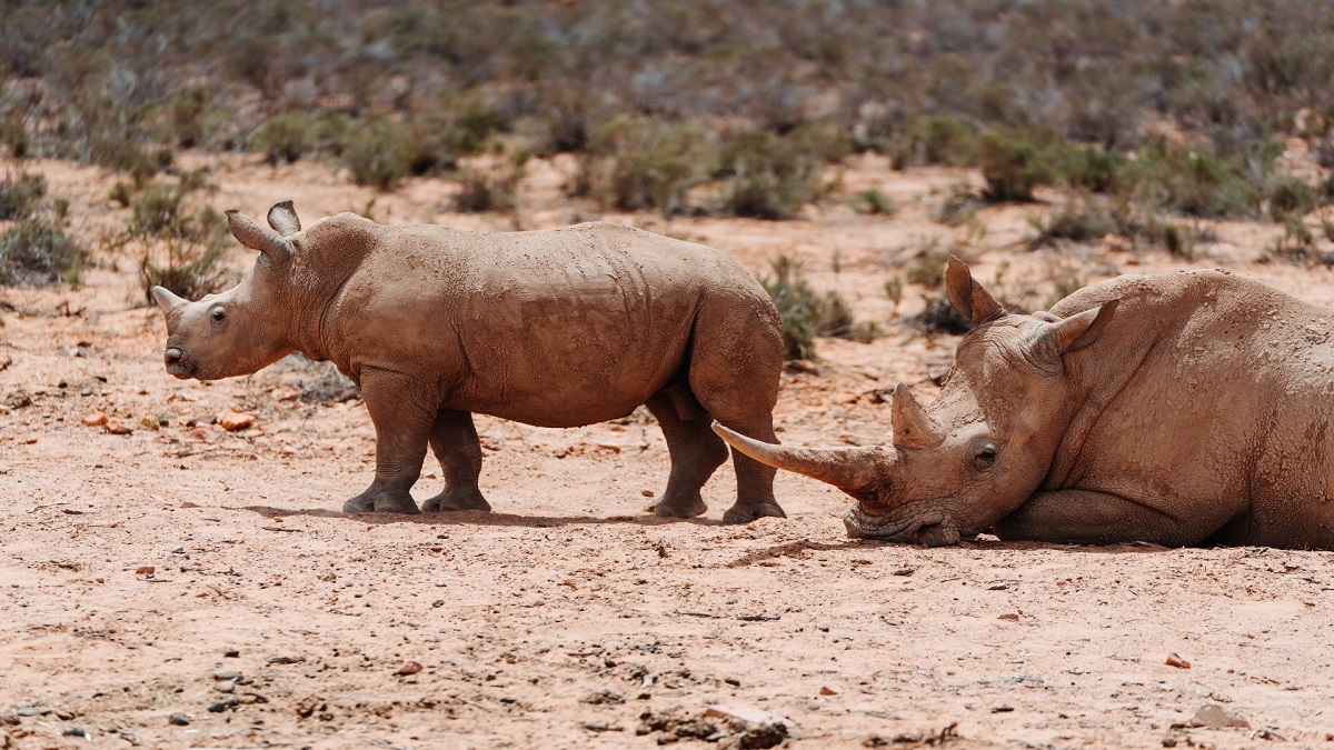 braconnage-des-rhinoceros-Afrique-du-Sud